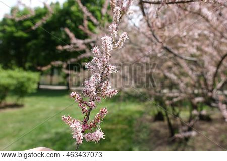 Tamarix Ramosissima Bush In Full Bloom In Mid May