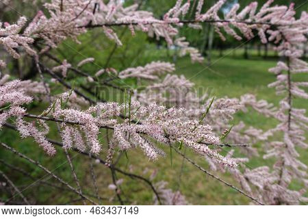 Thin Branches Of Blossoming Tamarix Ramosissima In May