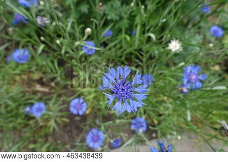 Multiple Blue Flowers Of Centaurea Cyanus In Mid June