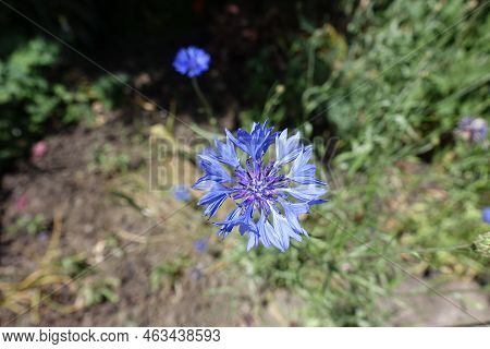 Pair Of Blue Flower Of Centaurea Cyanus In June