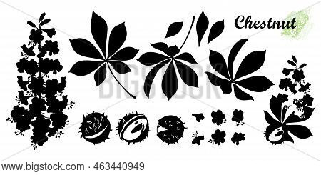 Vector Set Of Silhouettes Buckeye Or Horse Chestnut Flower, Seed And Leaf In Black Isolated On White