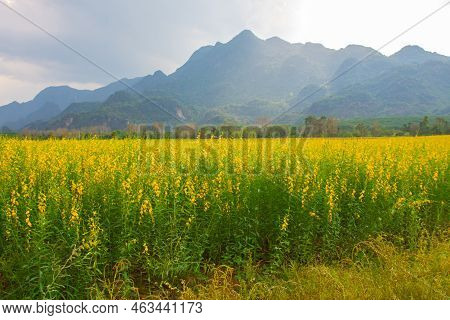 Sunhemp Flowers In The Field.  Blurred And Soft Focus Of Sunhemp Field With Copy Space And Text.
