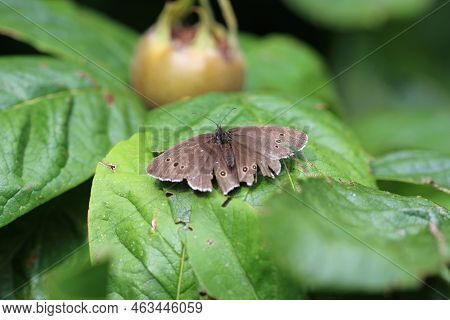 Ringlet Butterfly, Aphantopus Hyperantus, Old Adult With Signs Of Age, In Close Up, Sitting On A Lea
