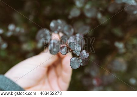 Leaves Ornamental Shrub Are Red In Color With White Spots Powdery Mildew. Disease Garden Plants, Tre