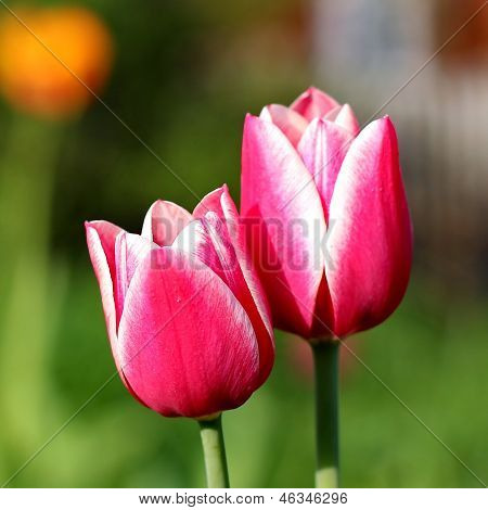 Pink Tulips