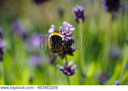 Lavender Lavendula Augustifolia In The Old Land Next To Hamburg