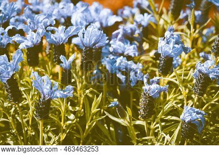 Lavender Lavendula Augustifolia In The Old Land Next To Hamburg