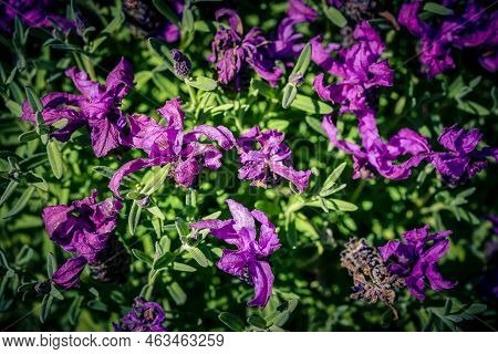 Lavender Lavendula Augustifolia In The Old Land Next To Hamburg