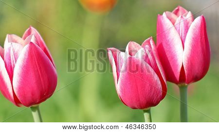 Pink Tulips
