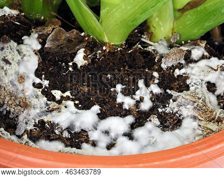 Close Up Of White Mold Growing On Soil In The Flower Pot, Excessive Watering And Damp Soil Encourage