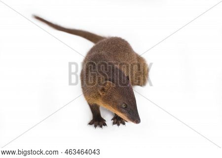Javan Mongoose Or Small Asian Mongoose (herpestes Javanicus) Isolated On White Background