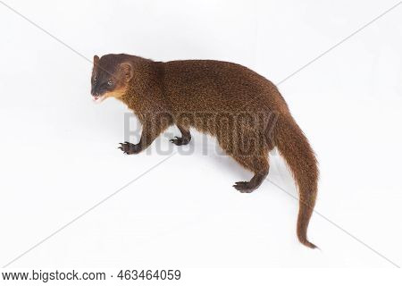 Javan Mongoose Or Small Asian Mongoose (herpestes Javanicus) Isolated On White Background