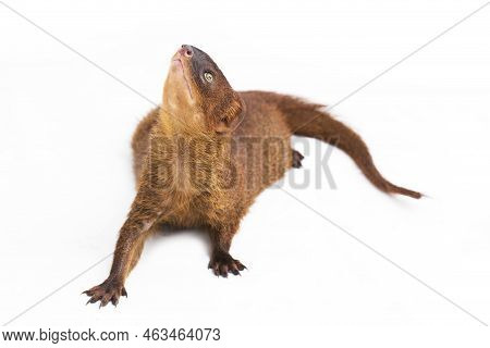 Javan Mongoose Or Small Asian Mongoose (herpestes Javanicus) Isolated On White Background
