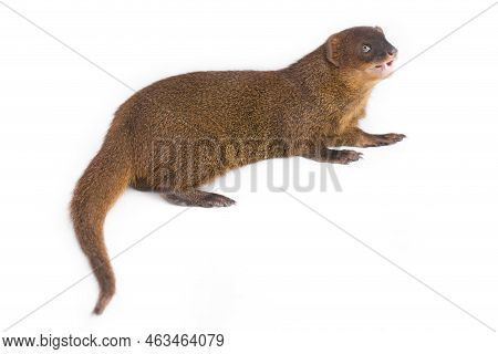 Javan Mongoose Or Small Asian Mongoose (herpestes Javanicus) Isolated On White Background