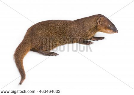 Javan Mongoose Or Small Asian Mongoose (herpestes Javanicus) Isolated On White Background