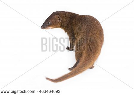 Javan Mongoose Or Small Asian Mongoose (herpestes Javanicus) Isolated On White Background
