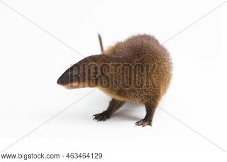Javan Mongoose Or Small Asian Mongoose (herpestes Javanicus) Isolated On White Background