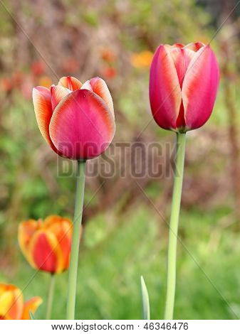 Pink Tulips
