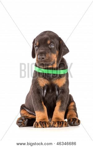 Cucciolo di Doberman