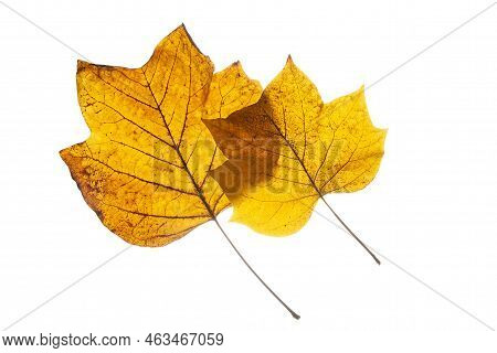 Brown Autumn Leafs From The Tulip Tree.
