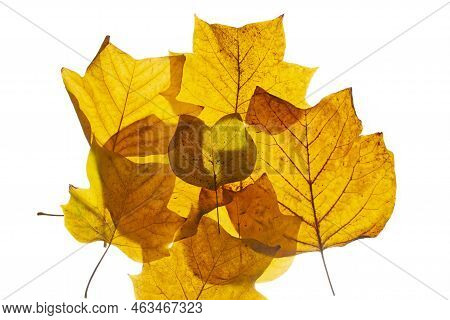 Brown Autumn Leafs From The Tulip Tree.