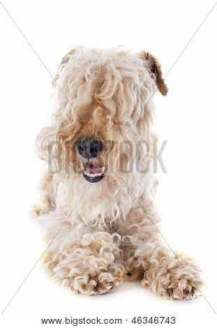 Lakeland Terrier