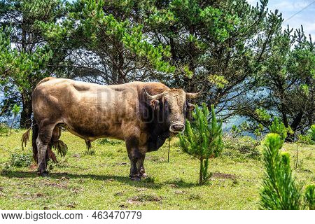 Wild Bull Along The Road To San Andres De Teixido, A Coruna Province, Galicia, Spain. Ruta De La Mir