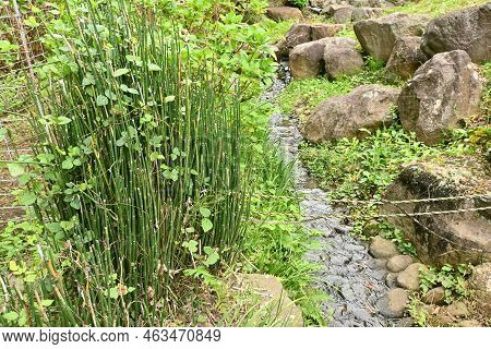 Horse Tail ( Equisetum Hyemale ). Equisetaceae Evergreen Perennial Plants. Grows In Wetlands, But Is