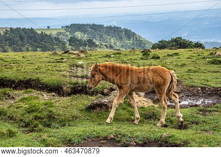Wild Horses Along The Road To San Andres De Teixido, A Coruna Province, Galicia, Spain. Ruta De La M