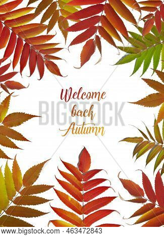 Leaves Of Sumac On A White Background. Isolate. The Inscription Welcome Back Autumn