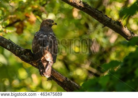 European Honey Buzzard Or Pernis Apivorus. Bird Of Prey