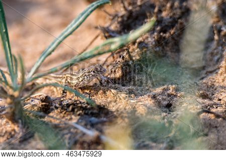 Steppe Runner Lizard Or Eremias Arguta On Dry Ground Close