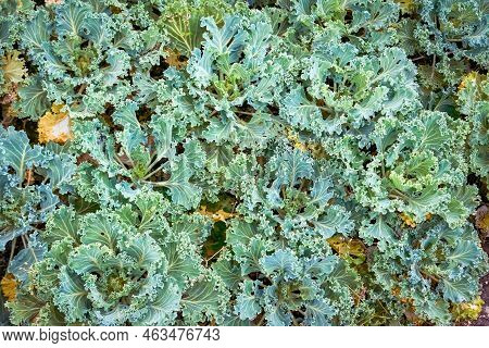 Decorative Cabbage In A Flower Bed. Brassica Oleracea Var. Acephala Close-up.