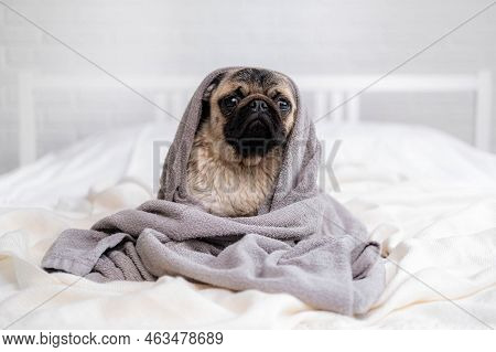 Cute Wet Pug Dog Sitting After Shower In Grey Towel On Bed, Pets Grooming And Washing