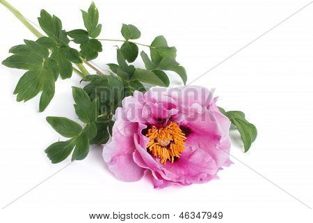 Baum Pfingstrose rosa Blume, isolated on white