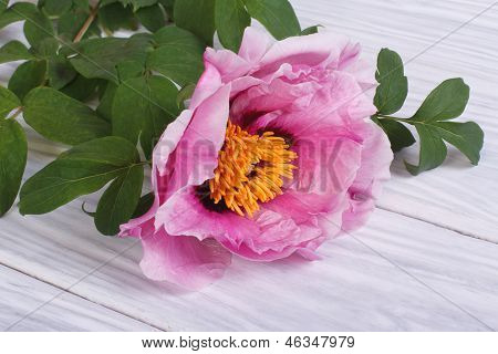 Baum-Pfingstrose rosa Blume auf einem Holzbrett