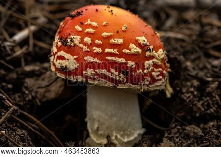 Small Red Capped Mushroom Covered In Specks Of Dirt In Rocky Mountain National Park
