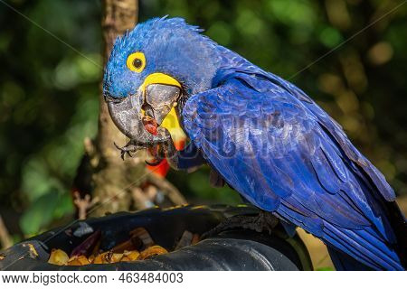 Hyacinth Macaw, Blue Arara Eating In Pantanal, Brazil
