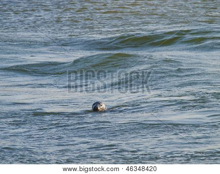 Seal Swimming In The North Sea