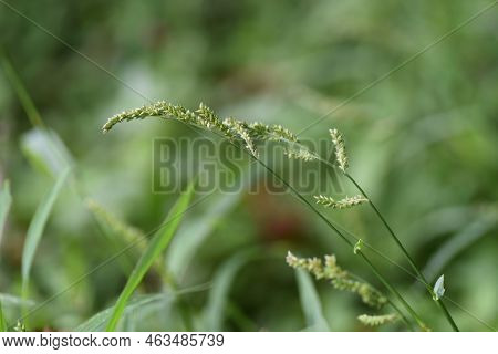 Echinochloa Crus-galli. Poaceae Annual Grass. Weeds About 30 To 60 Cm Tall That Grow In Vacant Lots 