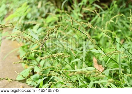 Echinochloa Crus-galli. Poaceae Annual Grass. Weeds About 30 To 60 Cm Tall That Grow In Vacant Lots 