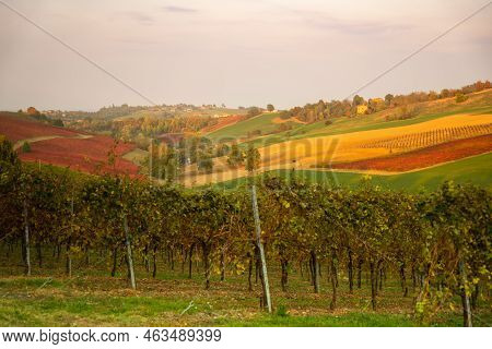 Autumn Landscape, Red And Orange Vineyards In Castelvetro Di Modena, Italy.