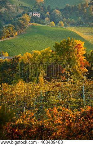 Autumn Landscape, Red And Orange Vineyards In Castelvetro Di Modena, Italy.