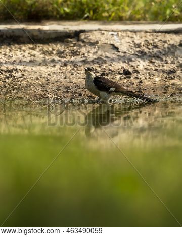 Jacobin Cuckoo Or Pied Cuckoo Or The Pied Crested Cuckoo Or Clamator Jacobinus At Jhalana Forest Res