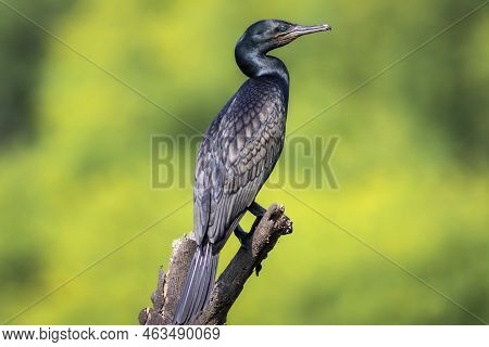 Indian Cormorant Or Indian Shag Or Phalacrocorax Fuscicollis Portrait Non Breeding Bird With Blue Ir