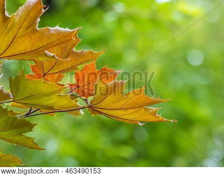 Tree Branch With Dark Red Leaves, Acer Platanoides, The Norway Maple Crimson King. Red Maple Acutifo
