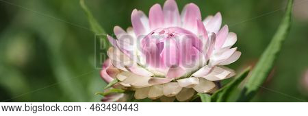 Pink Beautiful Helichrysum In Garden. Summer Flower Concept