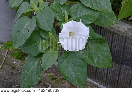 Datura Inoxia ( Thorn Apple ) Flower. Solanaceae Annual Toxic Plants. Fragrant White Flowers Bloom F
