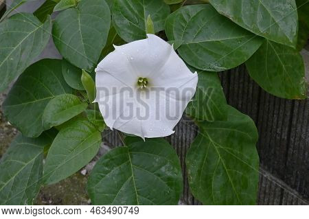 Datura Inoxia ( Thorn Apple ) Flower. Solanaceae Annual Toxic Plants. Fragrant White Flowers Bloom F