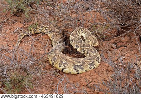 A Defensive Puff Adder (bitis Arietans) In Natural Habitat, South Africa